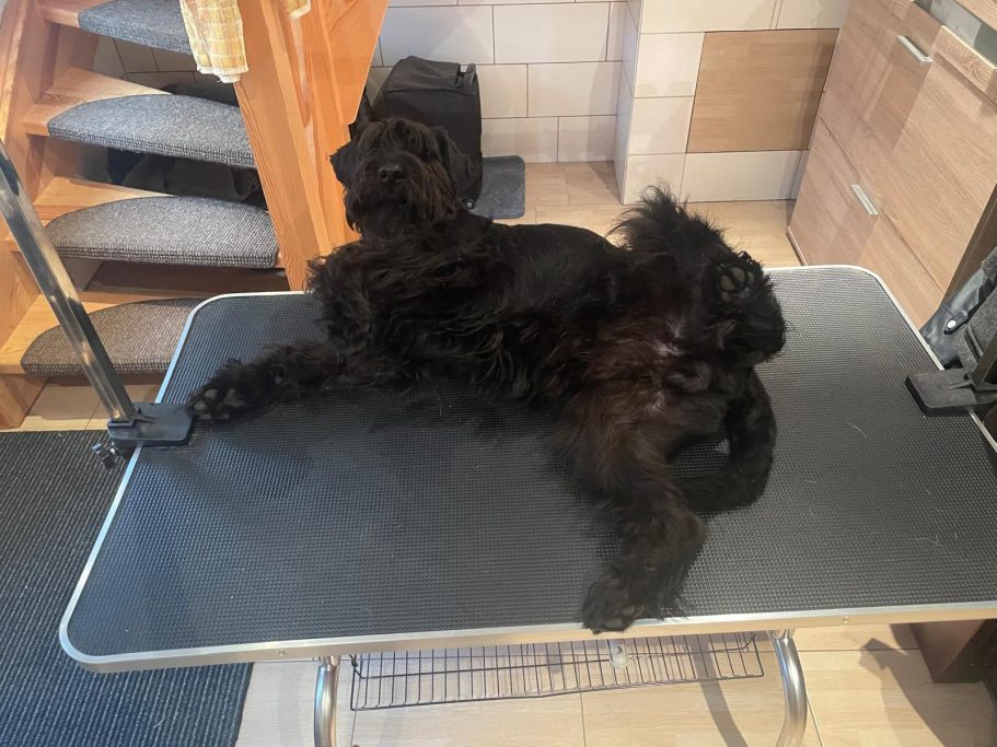 Kaio-Diesel zeigt: Trimmtisch und frisiert werden macht Spaß