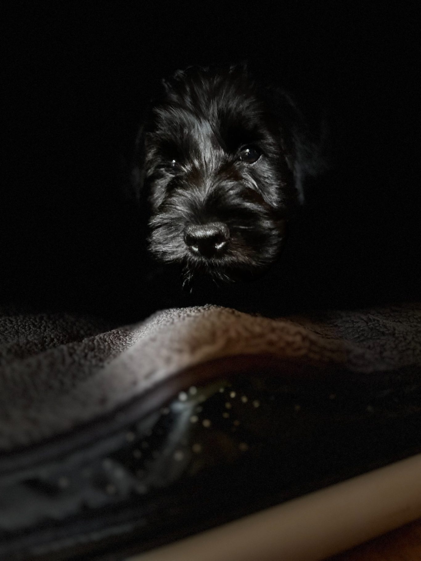 ein Blacknpeppers Kind